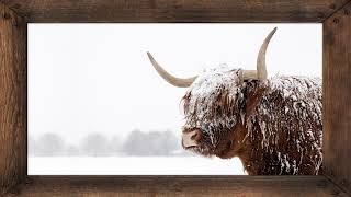 Framed TV Art  Winter Steer [upl. by Aleda]