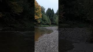 Geese Taking Off Over a Rainy River [upl. by Mcevoy]