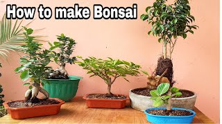 How to make bonsai Bougainville bonsai ficus bonsai Ginseng bonsai [upl. by Caughey377]