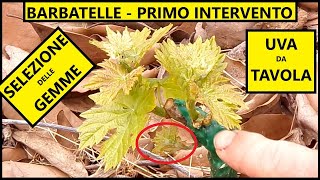 PRIMO INTERVENTO DA FARE sulle BARBATELLE Selezione delle gemme  Tutorial Agricoltura [upl. by Ettesel994]