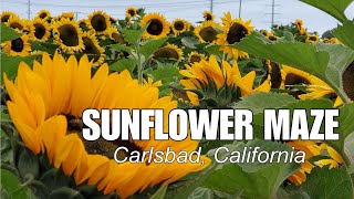 SUNFLOWER MAZE carlsbad california sunflowerfield [upl. by Nerraw]