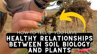 How to tell if you have HEALTHY RELATIONSHIPS BETWEEN SOIL BIOLOGY AND PLANTS [upl. by Monahan920]