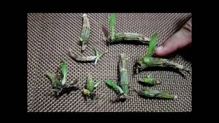 How to propagate dendrobium orchids the most effective way [upl. by Saideman]