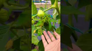 Growing Tomatillos for the First TIme  amazing garden gardening viral [upl. by Adnoyek690]