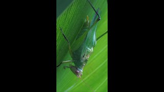 Katydid makes some noise [upl. by Edrahc]