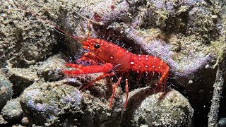 Enoplometopus occidentalis red reef lobster in Ambon  Indonesia  September 2024  4K60fps [upl. by Ztnarf387]