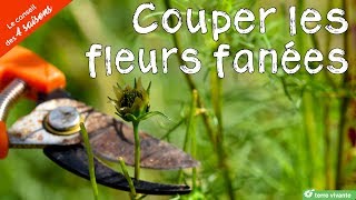 Couper les fleurs fanées durant lété  Le conseil des 4 saisons [upl. by Acinoryt218]