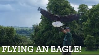 American bald eagle training [upl. by Elvah]