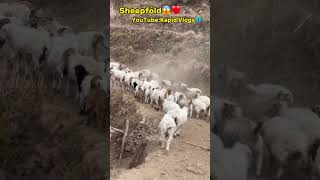 Sheepfold❤️😱village lifestylekapidvlogs8287 [upl. by Aihsotan75]