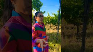 Touring Wine Vineyards in Tuscany lifestyle travelling wine [upl. by Nywra]