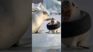 Volunteer saves baby seal trapped in old tire proving kindness can change a life animals seal [upl. by Mcgannon129]