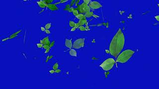 Bel Patra Leaves Falling On Blue Screen [upl. by Nob]