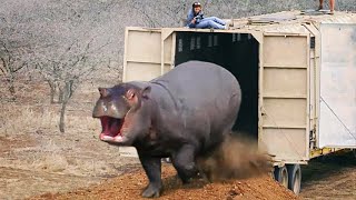 Watch These Animals Being Freed For The First Time  Emotional Moments [upl. by Malaspina473]