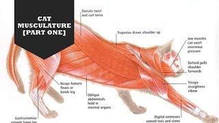 CAT MUSCULATURE PART ONE [upl. by Ringler]