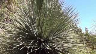 Plant Traveller Dasylirion Longissimum Mexican Grass Tree [upl. by Pfeffer]