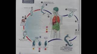 life cycle of Schistosoma trematodes [upl. by Dumm]