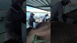 Feeding fish in aquaculture ponds [upl. by Lorilyn350]