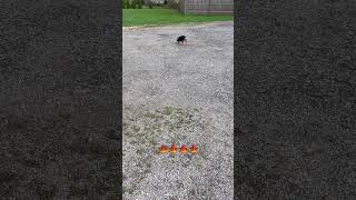 Mini dog playing with a leaf 🍁 minidog babydog babypet fypシ゚viral trendingsmalldogbreed cute [upl. by Edme899]