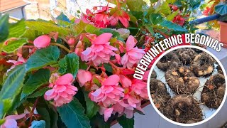 How To Overwinter Begonias 🌸 Digging Up amp Storing Begonia Tubers [upl. by Harlamert602]