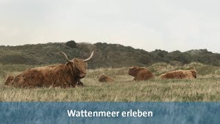 Wattenmeer erleben Urlaub auf Langeoog [upl. by Menard]