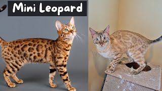 12 Things to Know Before Getting a Bengal Cat  The Cat Butler [upl. by Christen905]