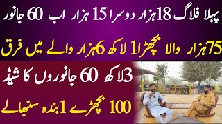 Cattle Farming profitable business in pakistan ￼ [upl. by Samuela]