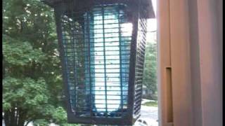 Yellowjacket Wasps vs Bug Zapper [upl. by Acirrehs]