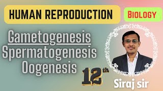 Gametogenesis Class 12Spermatogenesis and Oogenesis Class 12Human reproduction [upl. by Heid82]