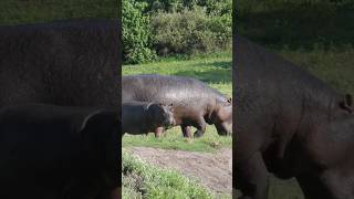 Amazing facts about hippo baby  Fun facts about baby hippo  Hippo facts shorts [upl. by Harcourt180]