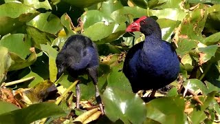 Purple Swamphen with Chick [upl. by Haile]