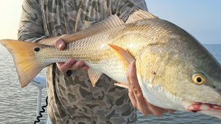 Pamlico Sound Fishing NON STOP ACTION [upl. by Zolner448]