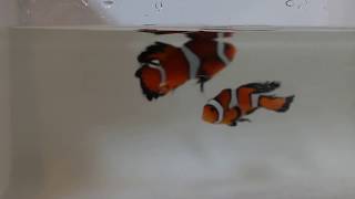 Longfin Clownfish Pair [upl. by Llertnad]