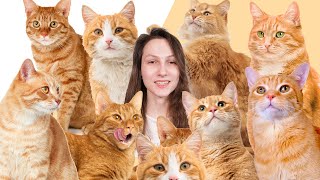 7 Facts You Didnt Know About Orange Cats [upl. by Ryter]