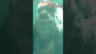 Peaceful and peaceful Shabani family Shabani ape animals Gorilla fun HigashiyamaZoo [upl. by Ahsetan]