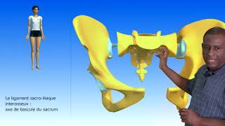 Les articulations du bassin La sacro iliaque Les ligaments du bassin [upl. by Miun]