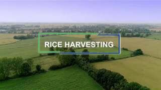 Video aziendale PhosAGro  Rice Harvesting galliano 2017 [upl. by Leicester]