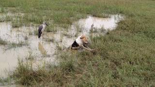 Dog Screaming in Pain After Caught in the Traps Set for Cranes [upl. by Kubiak722]