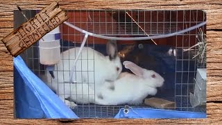 How to Breed Rabbits In a Cage System [upl. by Row]