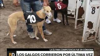 Carrera de galgos en Córdoba desafía a la ley  Telefe Noticias [upl. by Llenaj624]