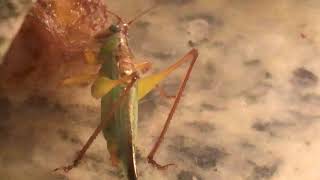 Capital Naturalist Meadow Katydid Eats [upl. by Hiamerej]