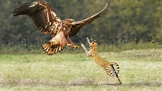 Eagle Vs Serval Cat In Big Fight Can Serval Cat Escape [upl. by Riebling268]