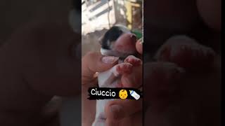 Cuccioli Cani Taglia Media maschi femmine in regalo video 5 [upl. by Argyle953]