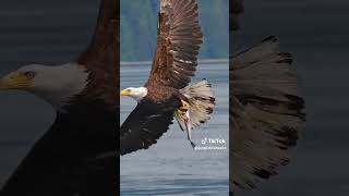 Bald Eagle Catch Fish 🐠🐟 shortsvideo [upl. by Imef742]