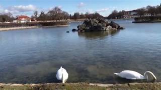 Swans at Nymphenburg Palace Castle Munich Germany [upl. by Ogir]