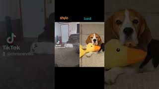 Shylo and basil duet dogsofyoutube pets dogsyourfriendsforever puppy [upl. by Idnil]