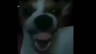 Funny dog laugh 1 hour [upl. by Adleremse807]