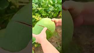 Citrullus Lanatus🍉🍉 watermelon fruitcutting satisfying yummy fruit delicious shorts fyp wow [upl. by Christie]