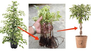 How to grow Ficus Benjamina from cutting from in sand branch very easy  قلمه زدن بنجامین [upl. by Nivan]