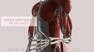 Triceps Biceps Flexion amp Extension Upper Arm Series Part 3a 3D Animation [upl. by Amocat]