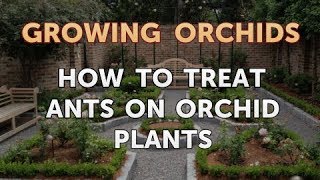 How to Treat Ants on Orchid Plants [upl. by Secnirp]